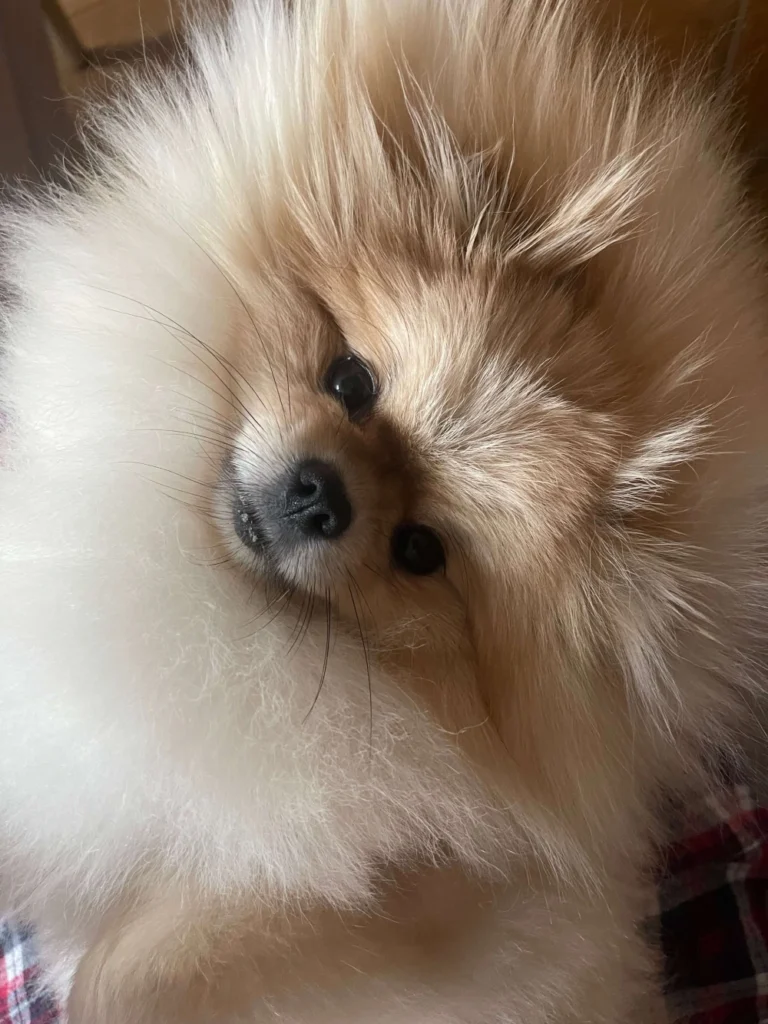 Lucyna